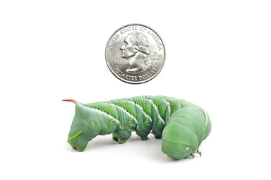 Hornworms For Sale